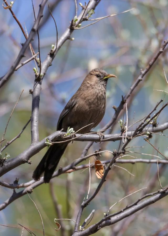 别看TA其貌不扬,这可是我国独有的鸟类休闲区蓝鸢梦想 - Www.slyday.coM 别看TA其貌不扬,这可是我国独有的鸟类休闲区蓝鸢梦想 - Www.slyday.coM