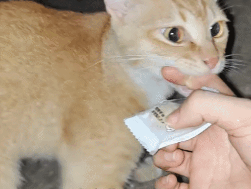 网友顿时来了兴趣,连忙喊着黑宝的名字,没过多久