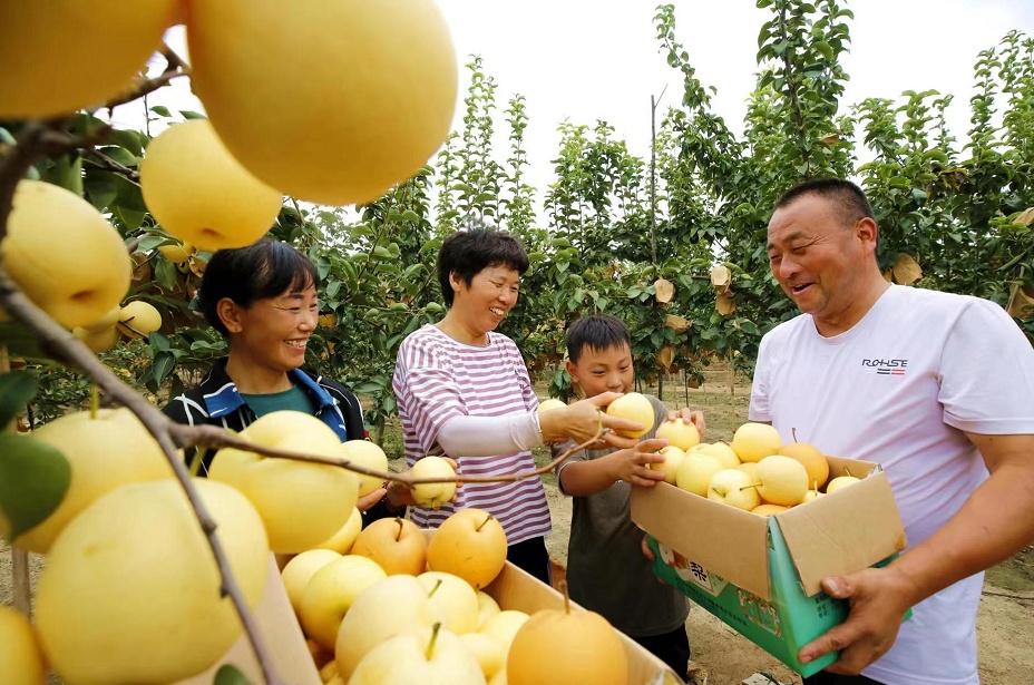 驻马店:果农采梨忙 游客摘梨乐|合作社|旺丰|驿城区_新浪新闻