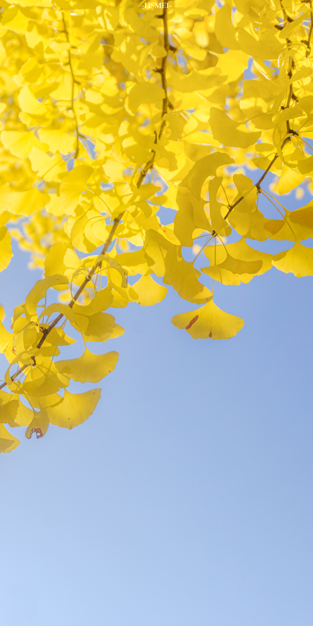 风中飘落的银杏叶把时光折叠_高清图集_新浪网