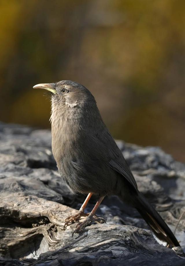 别看TA其貌不扬,这可是我国独有的鸟类休闲区蓝鸢梦想 - Www.slyday.coM 别看TA其貌不扬,这可是我国独有的鸟类休闲区蓝鸢梦想 - Www.slyday.coM