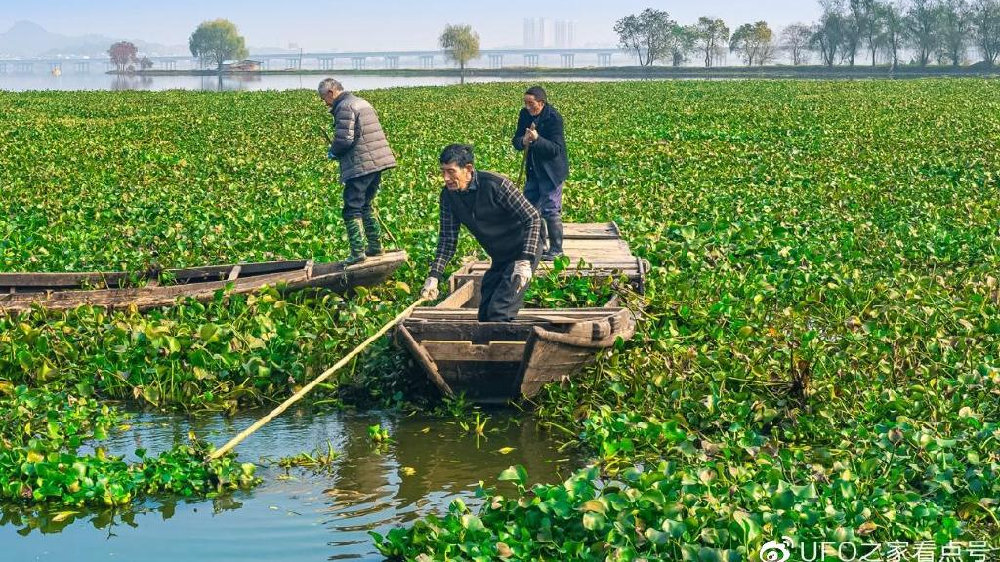 入侵中国的水葫芦, 如今都去哪了? 网友: 中国人的智慧！|水体|泛滥|植物|饲料|水域_新浪新闻
