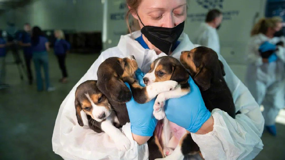 当我决定领养一只实验犬|比格犬|刘媛媛|流浪犬_新浪新闻