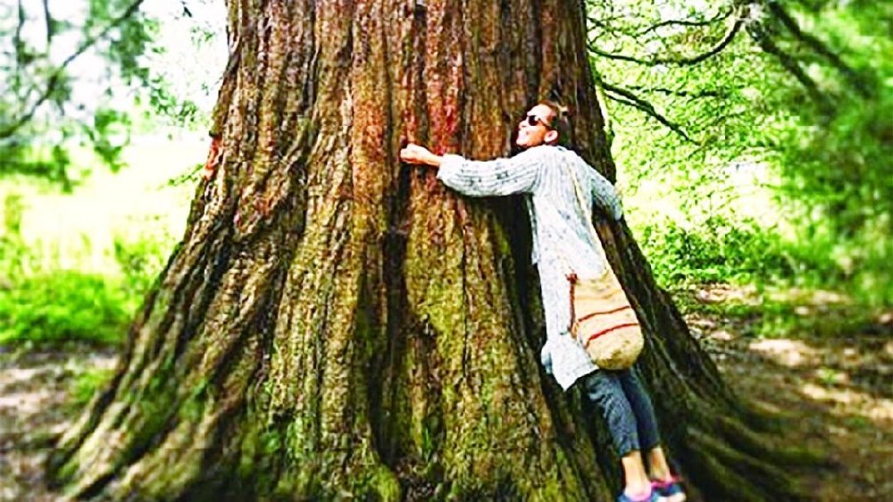 到圣诞老人的故乡抱树减压|疫情|疗法|树木_新浪新闻