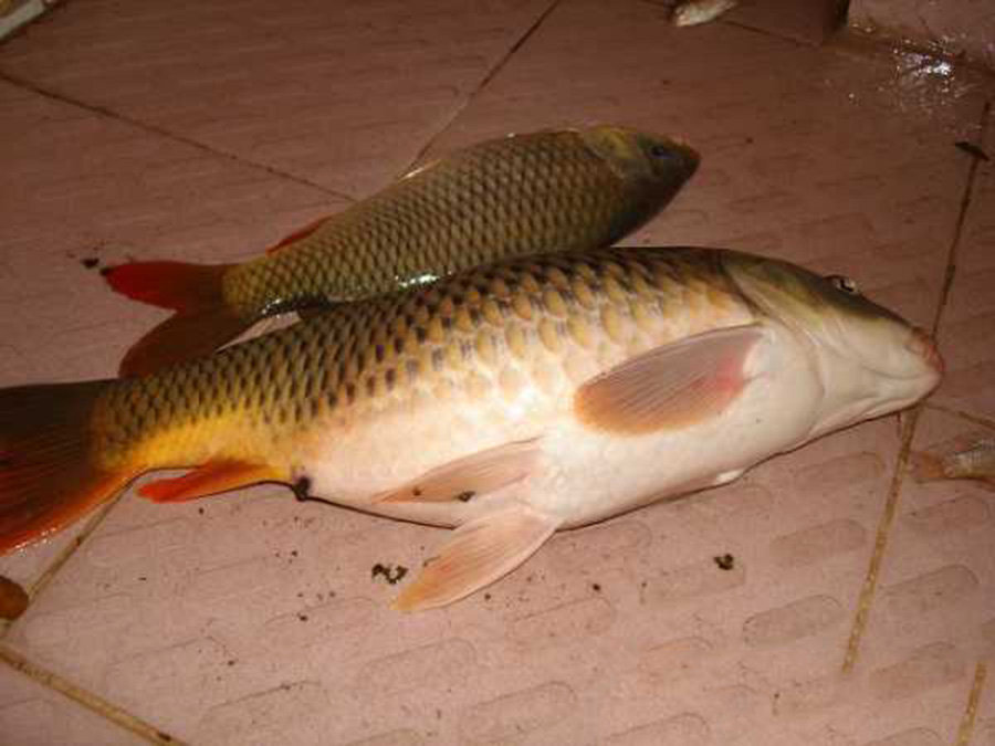 好大一条大肚子鲤鱼"怪不得行动缓慢|鲤鱼|大肚子|鱼_新浪新闻