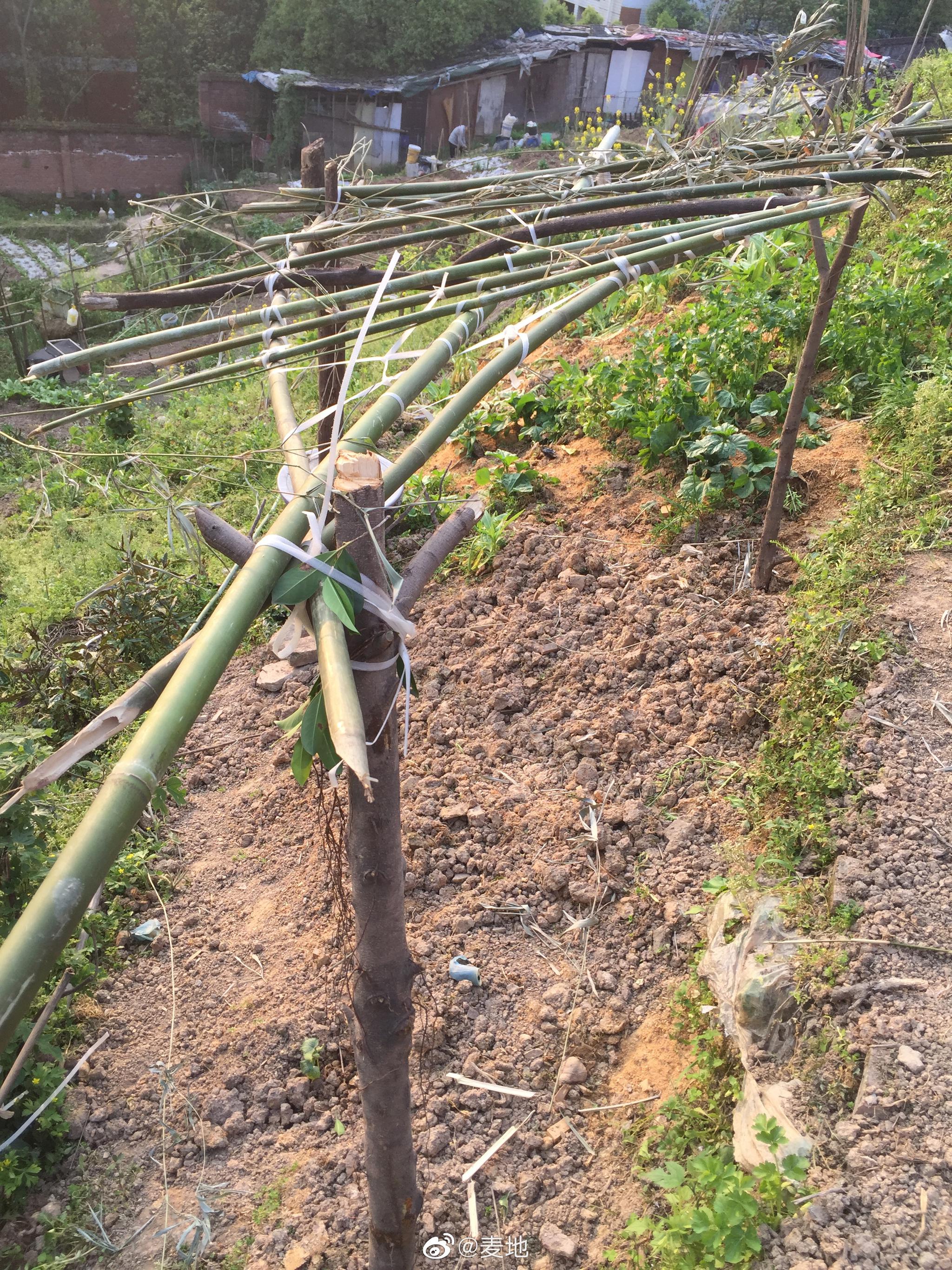 瓜架搭好了.
