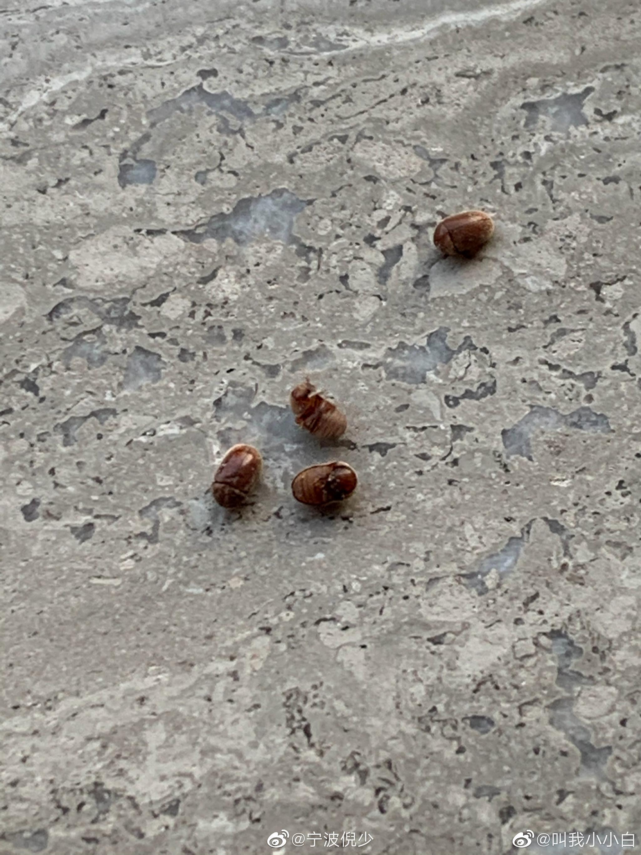 投稿:家里出现了很多这种小虫子 芝麻大小的 想问下这个是啥虫啊