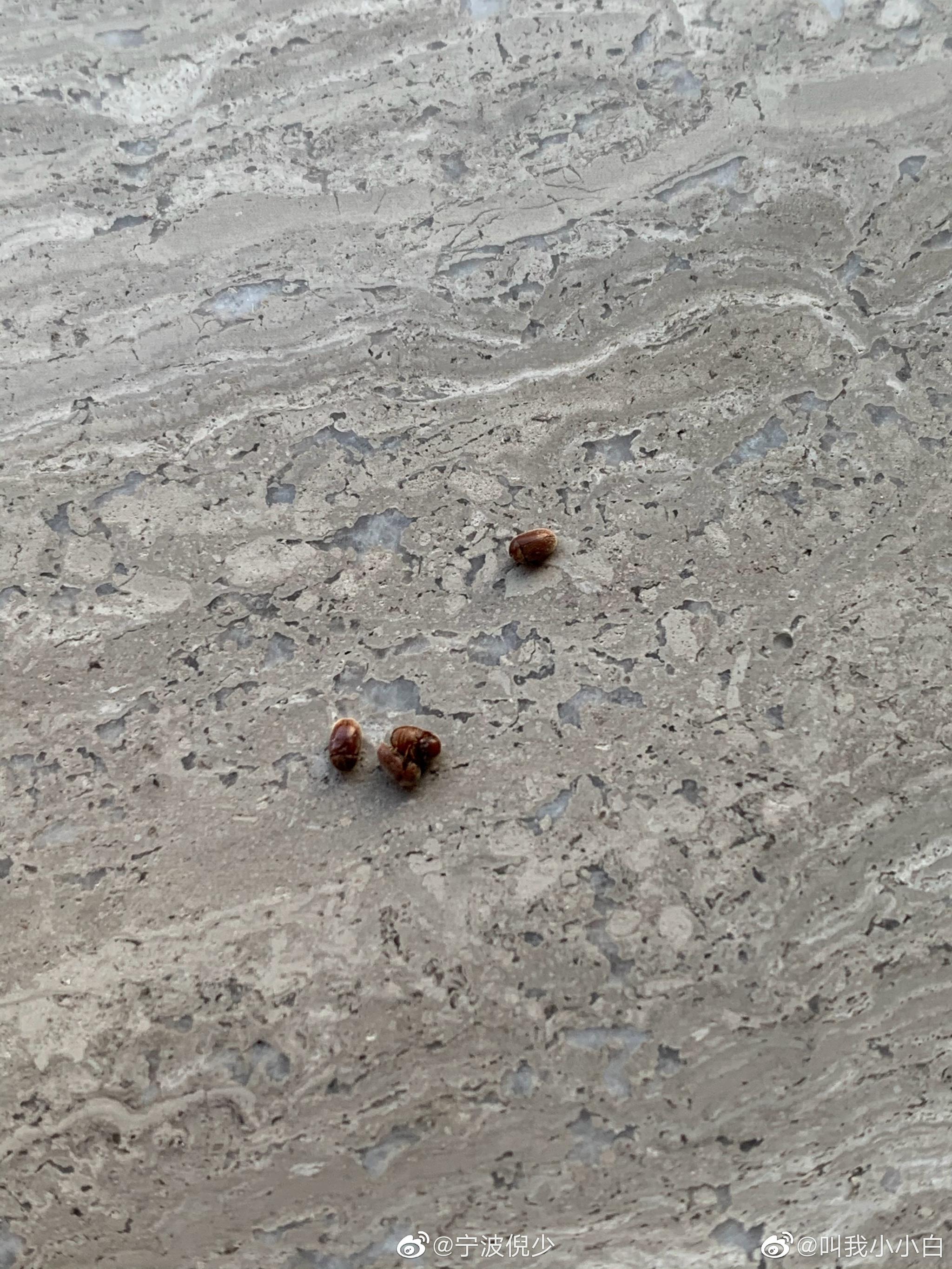 投稿:家里出现了很多这种小虫子 芝麻大小的 想问下这个是啥虫啊