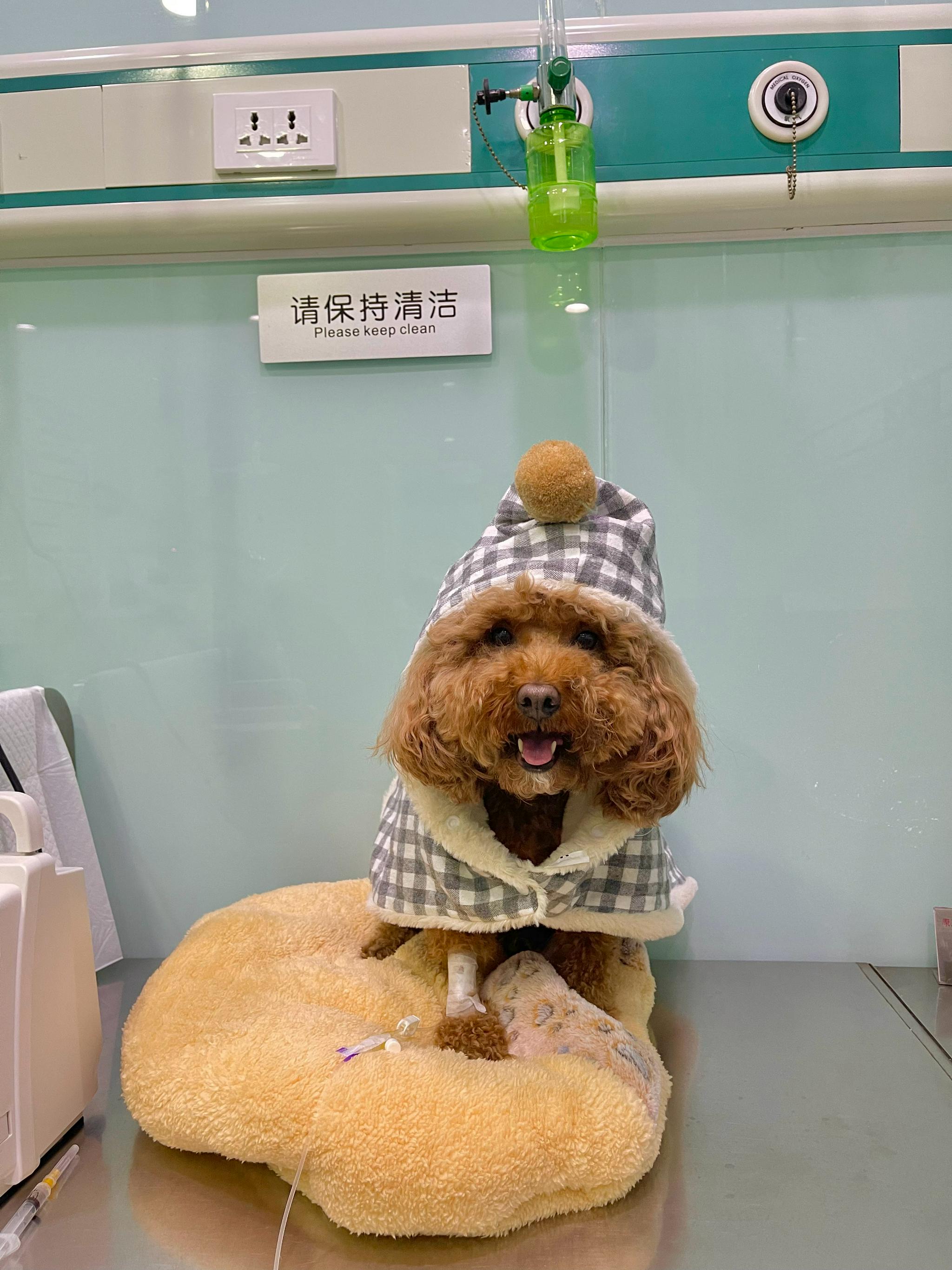 小狗输液,主人都是带小毯子去,或者抱怀里……_高清图集_新浪网