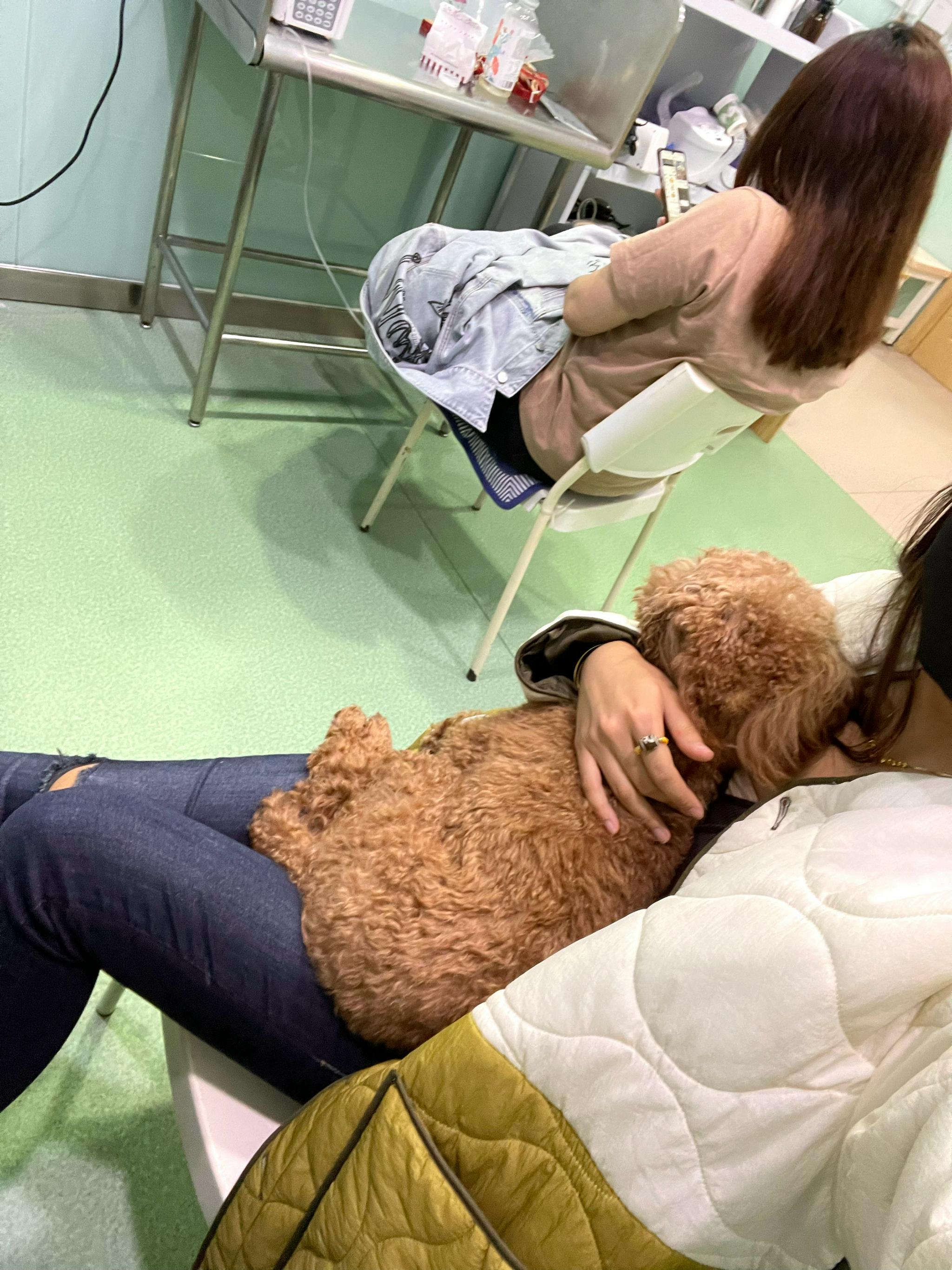 小狗输液,主人都是带小毯子去,或者抱怀里……__财经头条