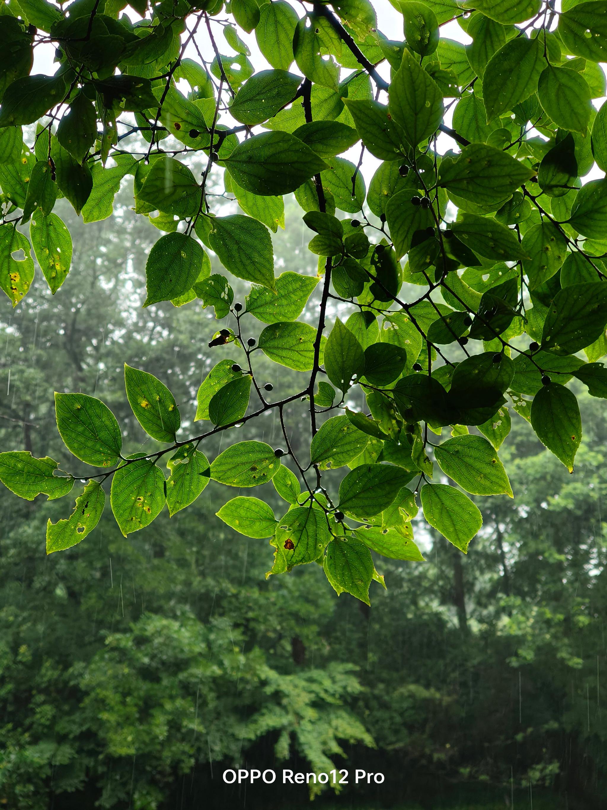 雨天太子湾公园 shot on oppo reno12 pro