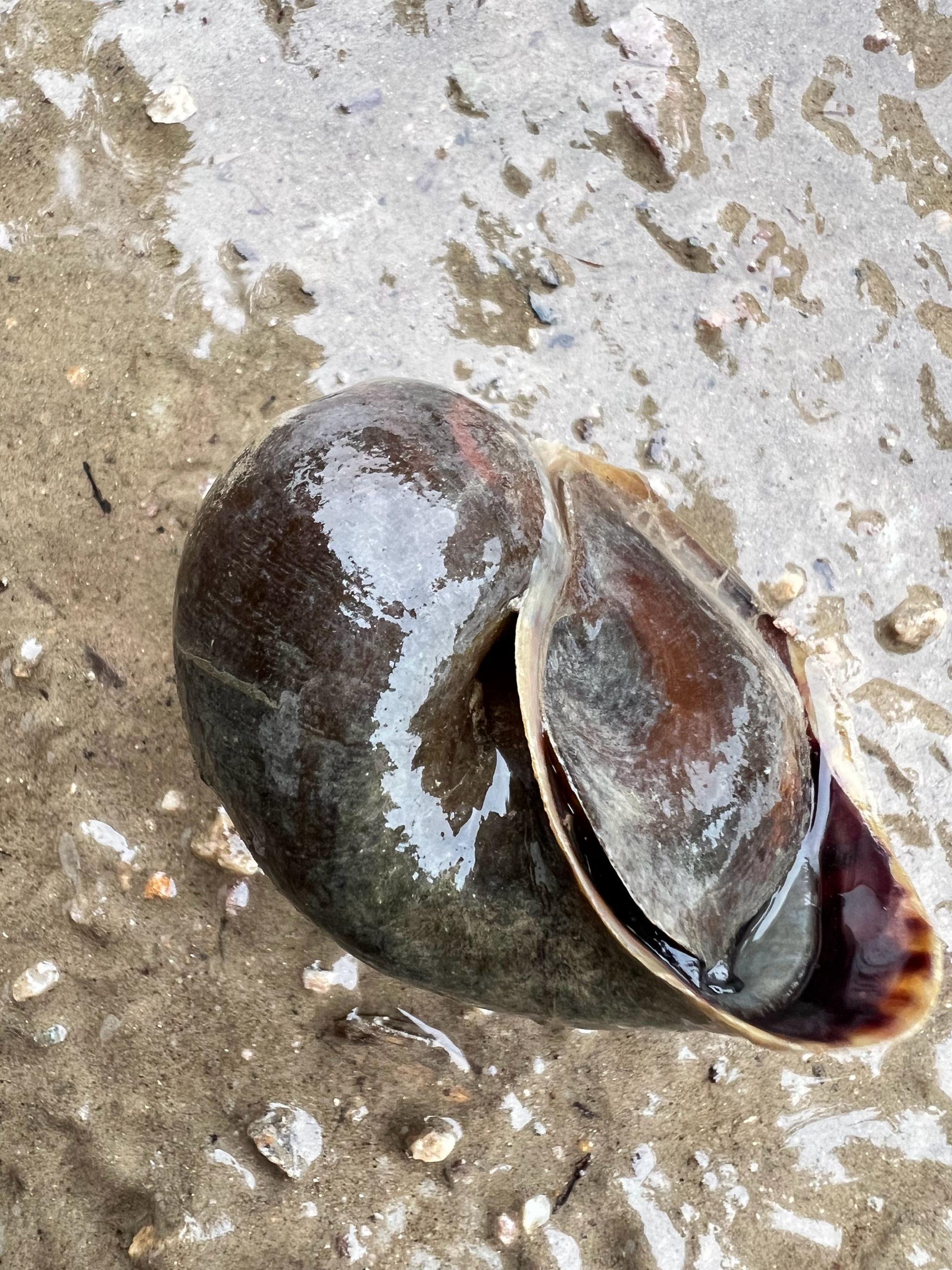 现在河道里福寿螺好多