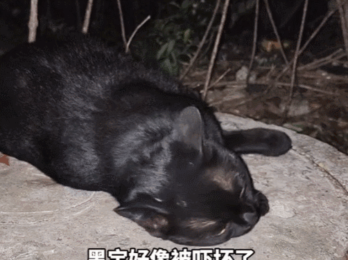 黑宝|猫咪|流浪猫_新浪新闻