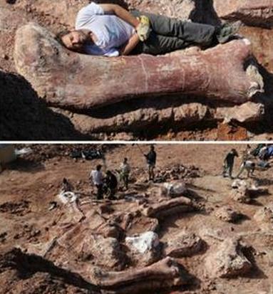 易碎双腔龙或阿根廷龙,但实际上迄今为止关于这两种恐龙的化石还很少