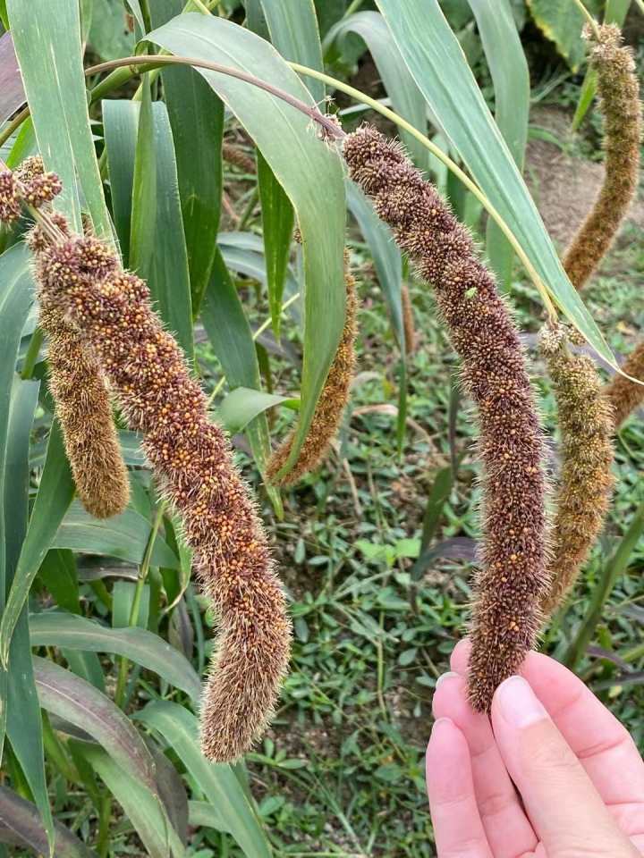 高粱的籽粒比稷(小米)要大,而稻(水稻)的谷粒比高粱更大.