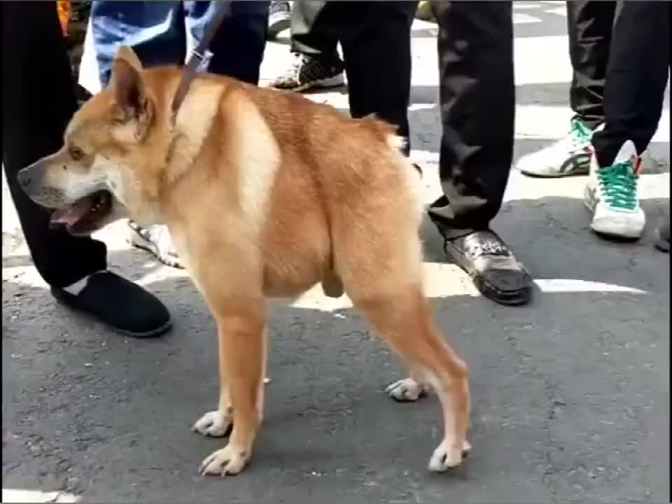 这狗什么品种?难道我画面被压缩了?