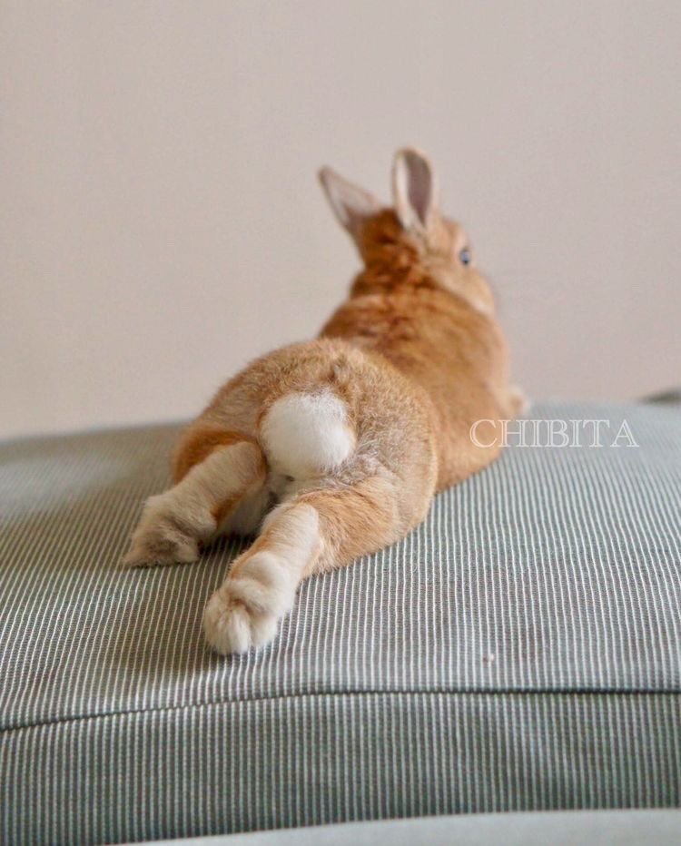 兔子的尾巴照片图片