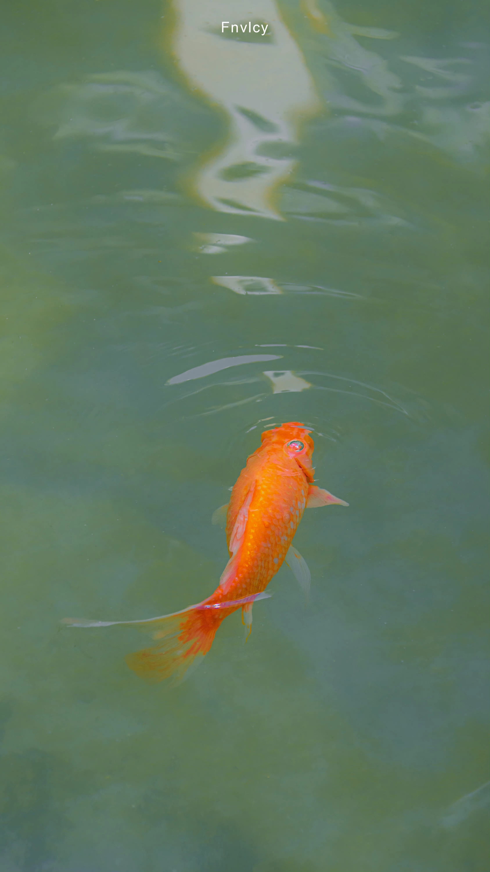 锦鲤锦鲤 见者好运_高清图集_新浪网