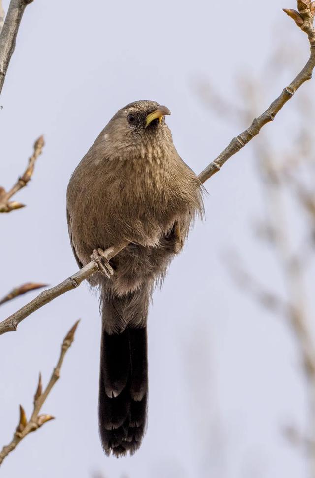 别看TA其貌不扬,这可是我国独有的鸟类休闲区蓝鸢梦想 - Www.slyday.coM 别看TA其貌不扬,这可是我国独有的鸟类休闲区蓝鸢梦想 - Www.slyday.coM