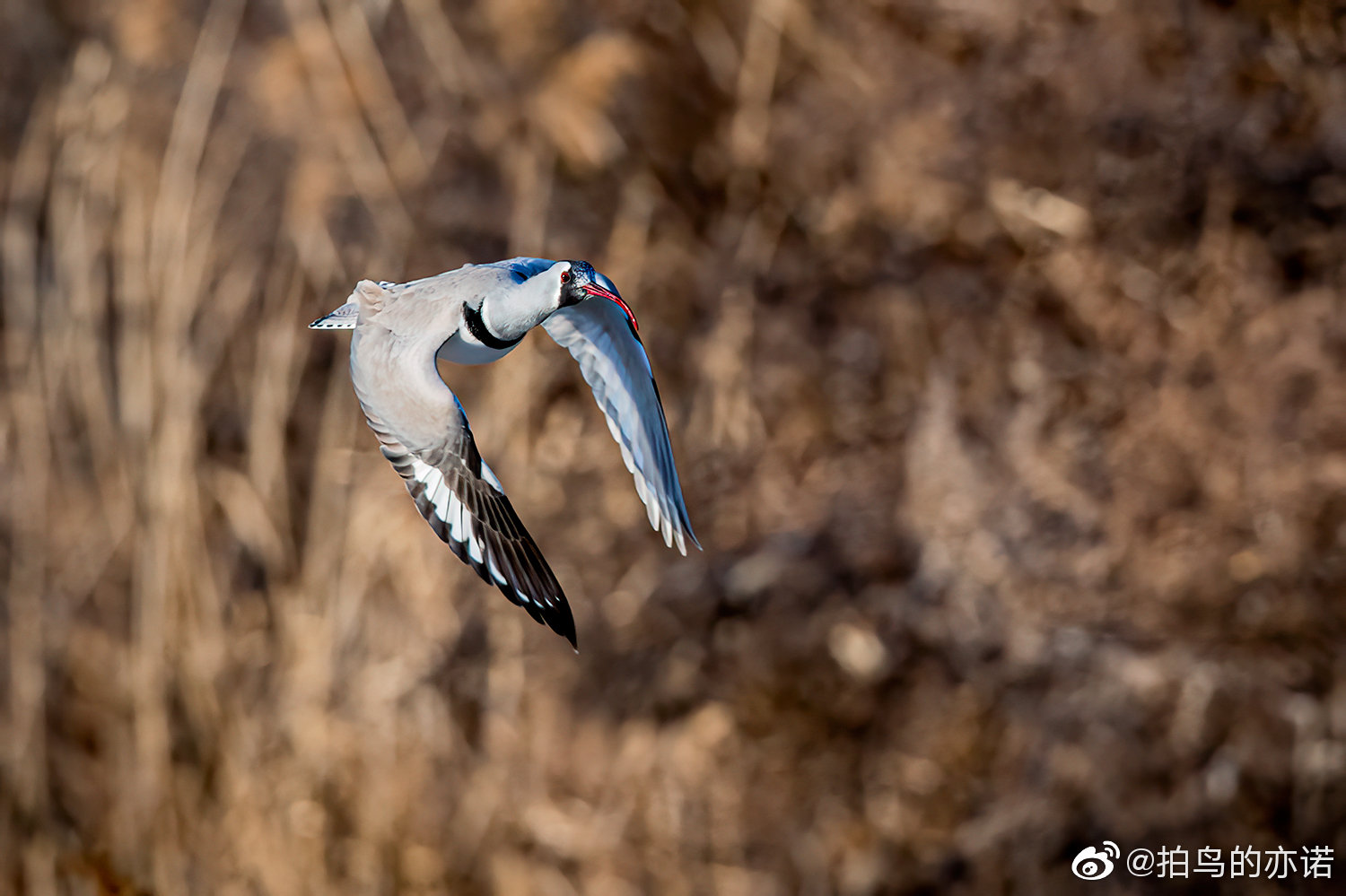鹮嘴鹬（Ibidorhyncha struthersii）是好多年前在北京怀柔白河峡谷拍