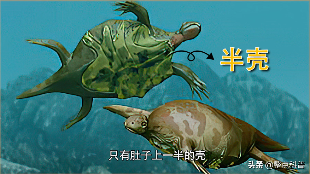 进化论的终极bug:乌龟,如何成为科学家们的“噩梦”?__财经头条