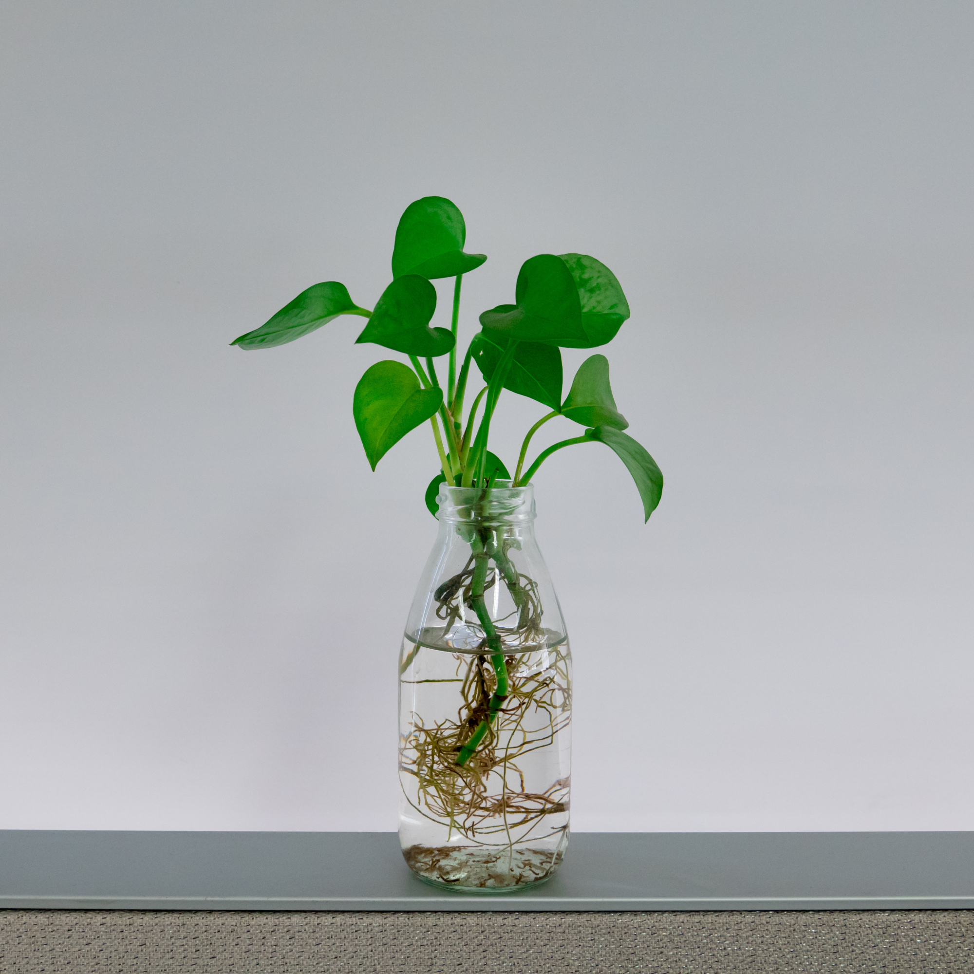 绿萝快速生长环境很关键做好这4点就行