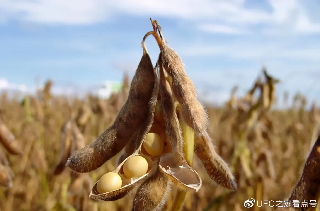 北极出现全新物种,科学家:它们已经为北极末日准备好...