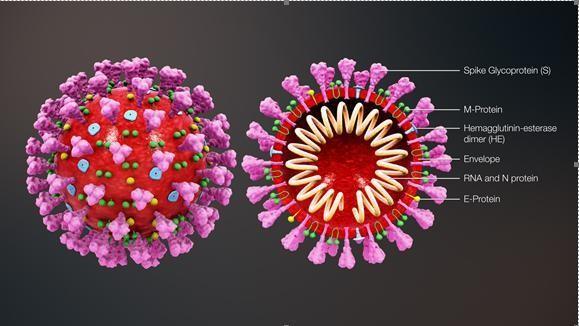 这款新冠疫苗有望兼顾预防和治疗 理念来自在研的艾滋病疫苗设计