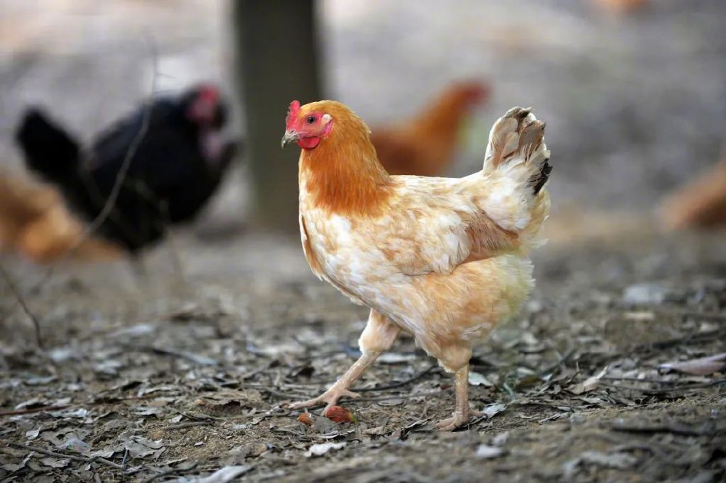 走！一起回乡村休闲区蓝鸢梦想 - Www.slyday.coM