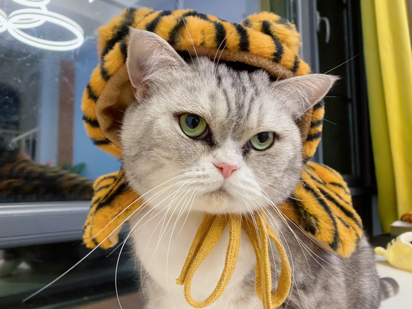 喵星人穿上了虎皮大衣还是喵里喵气的_高清图集_新浪网