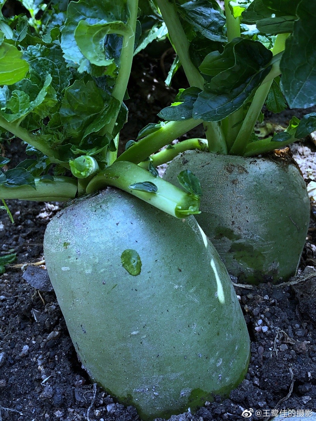 今天中午在清理萝卜叶子的时候