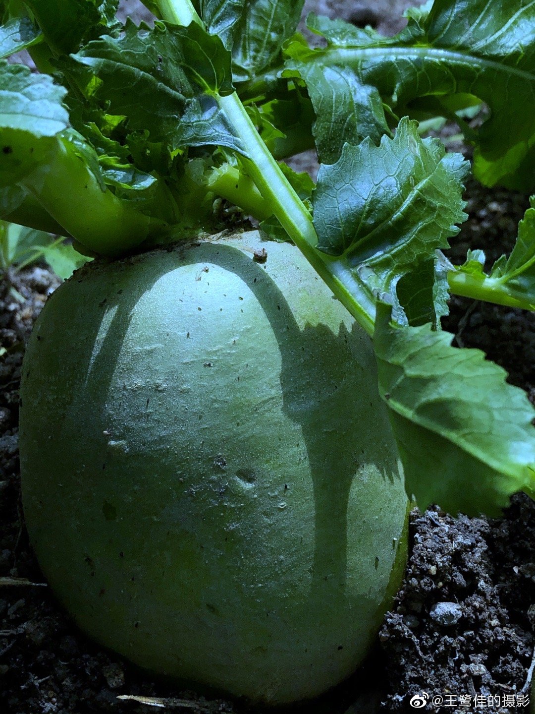 今天中午在清理萝卜叶子的时候