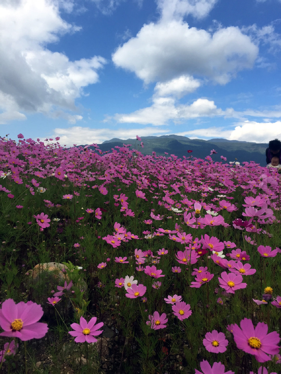 六年前拍的丽江花海,去年回去发现这片花海已经没了……__财经头条