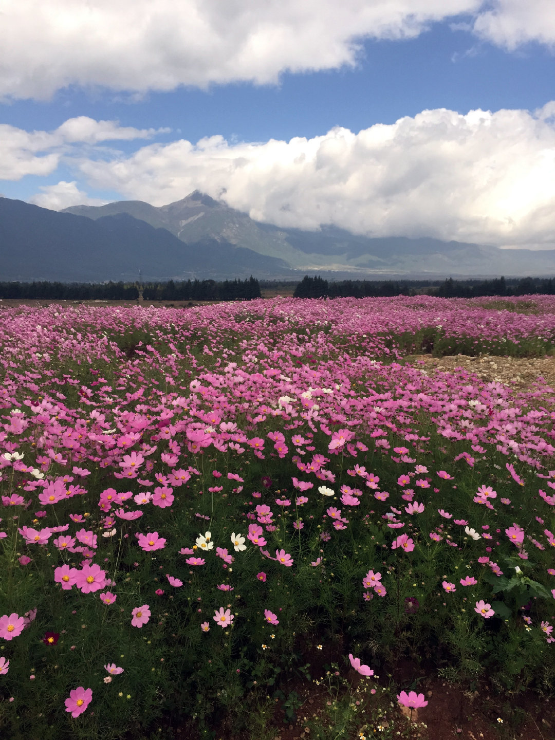 六年前拍的丽江花海,去年回去发现这片花海已经没了……__财经头条
