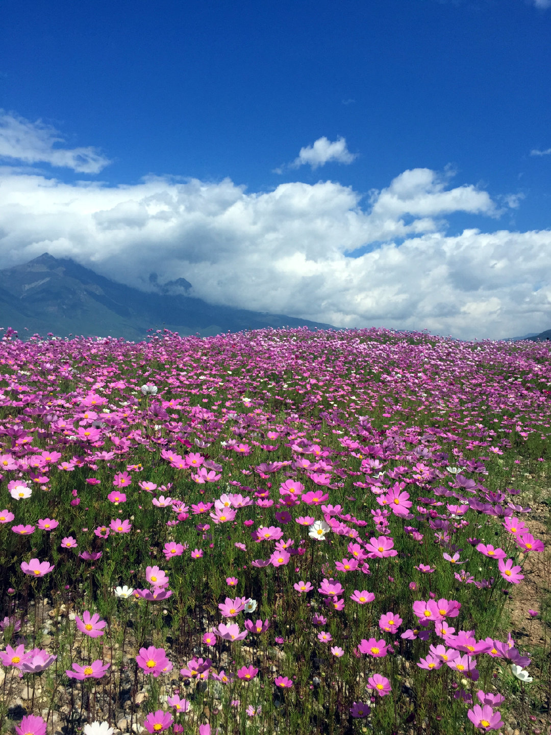 六年前拍的丽江花海,去年回去发现这片花海已经没了……__财经头条