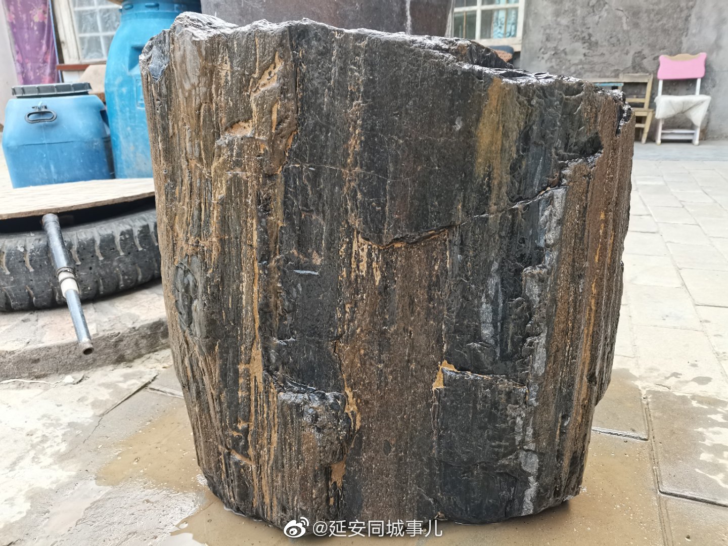 硅化木是真正的木化石|树木|地下水|纹理|木质|二氧化硅_新浪新闻