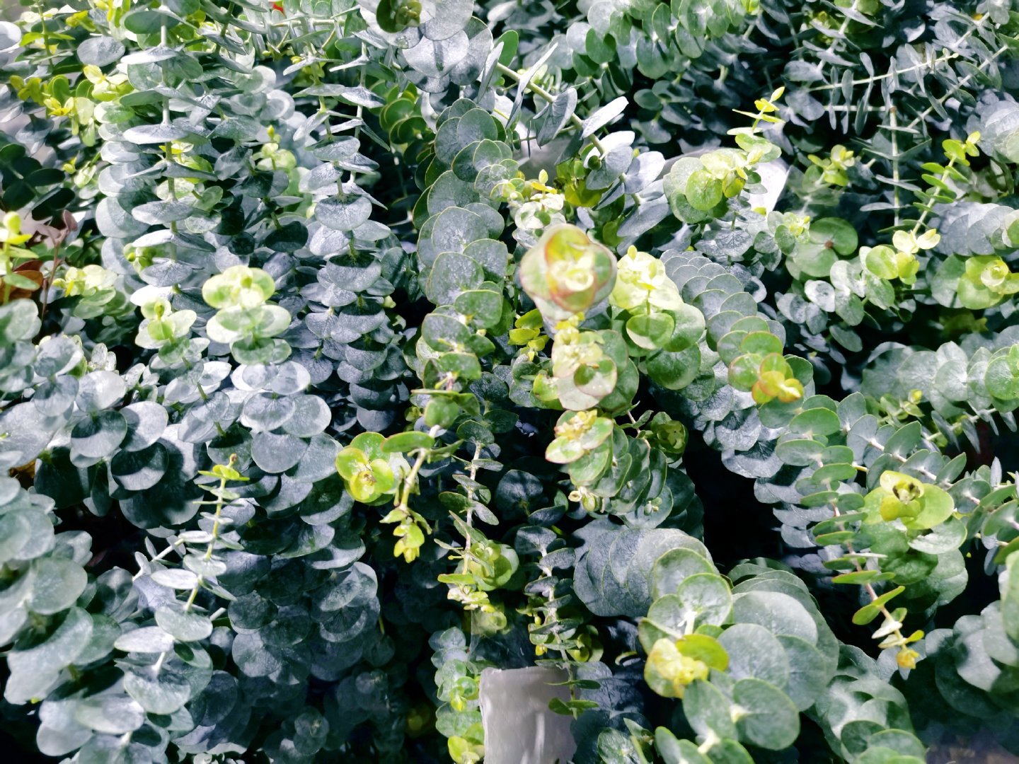 银叶桉,原创拍摄|银叶|原创|拍摄_新浪新闻