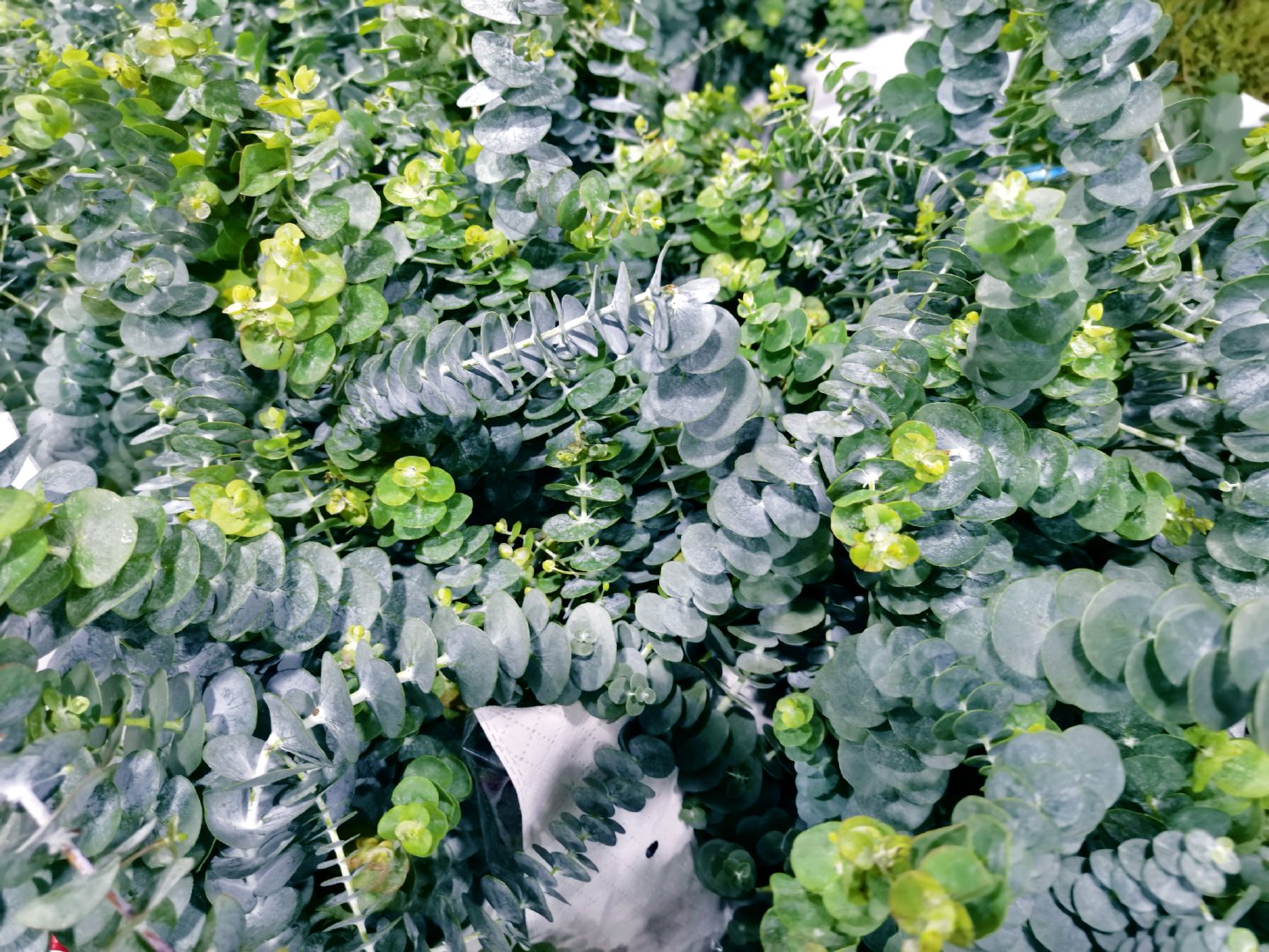 银叶桉,原创拍摄|银叶|原创|拍摄_新浪新闻