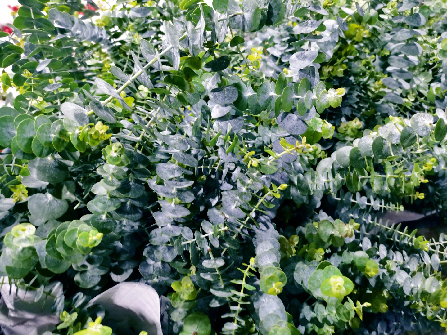 银叶桉,原创拍摄|银叶|原创|拍摄_新浪新闻