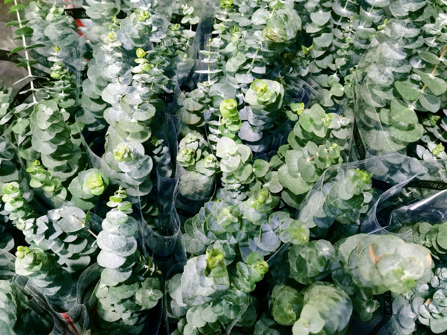 银叶桉,原创拍摄|银叶|原创|拍摄_新浪新闻