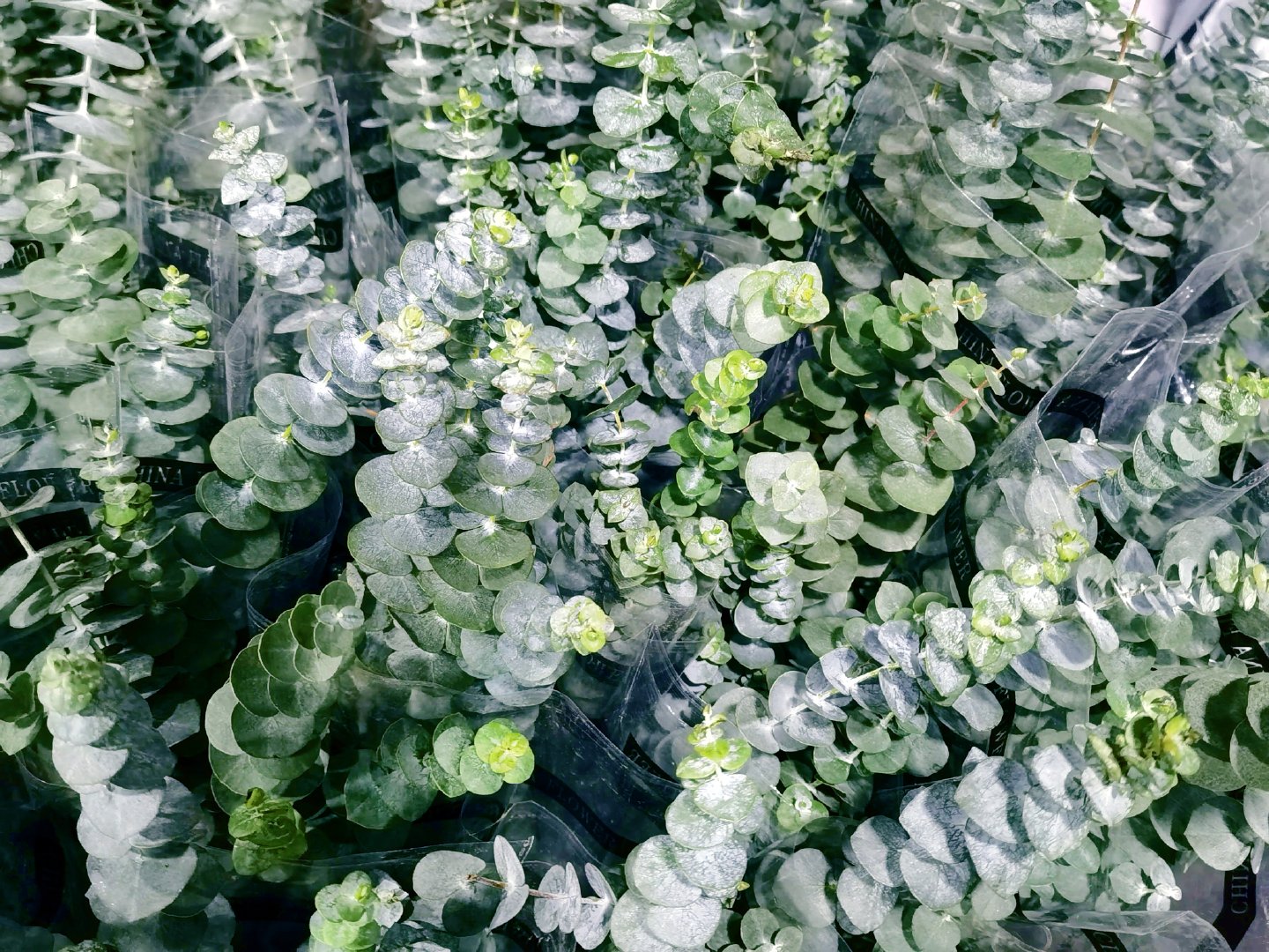 银叶桉,原创拍摄|银叶|原创|拍摄_新浪新闻