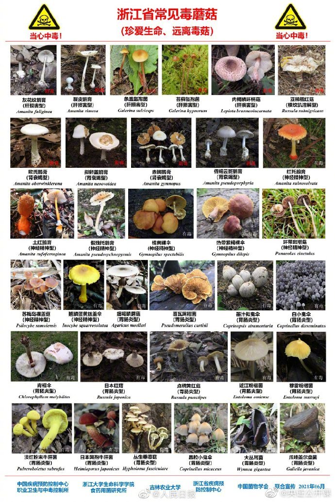 近日,.野蘑菇种类繁多,有些毒蘑菇毒性极大,误食后容易导致死亡.