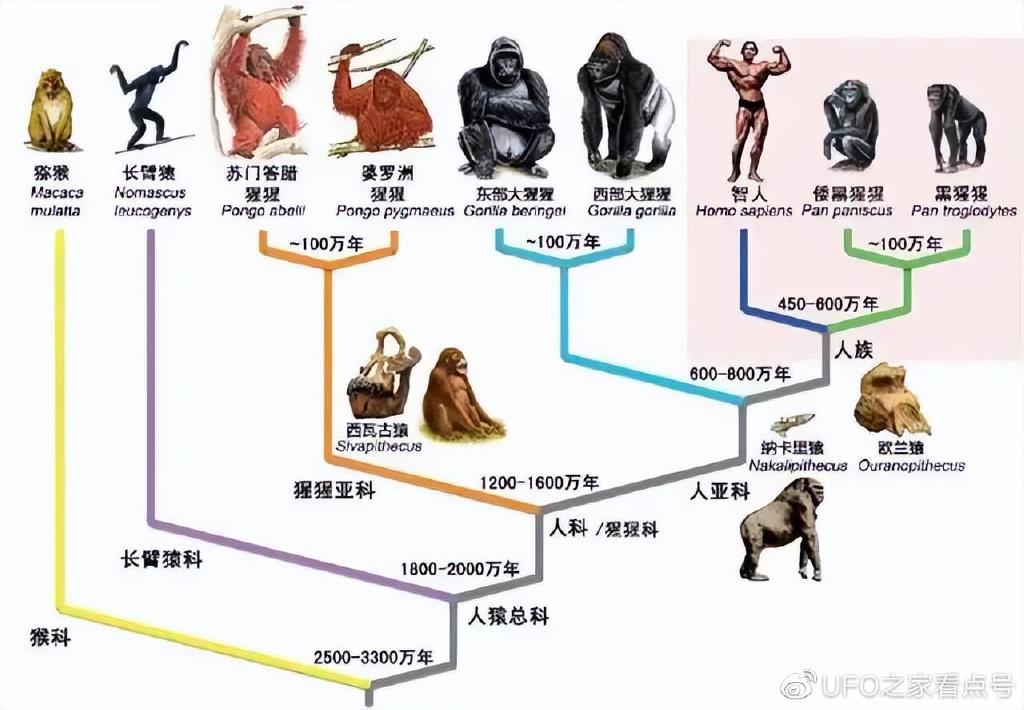 地球上曾经有几十种人,为什么最后只剩下了我们智人?