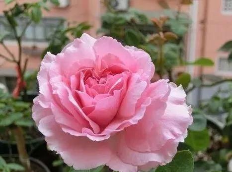 忘了果汁阳台吧!阳台养棵伊芙唯一,多季节开花,花美香味浓