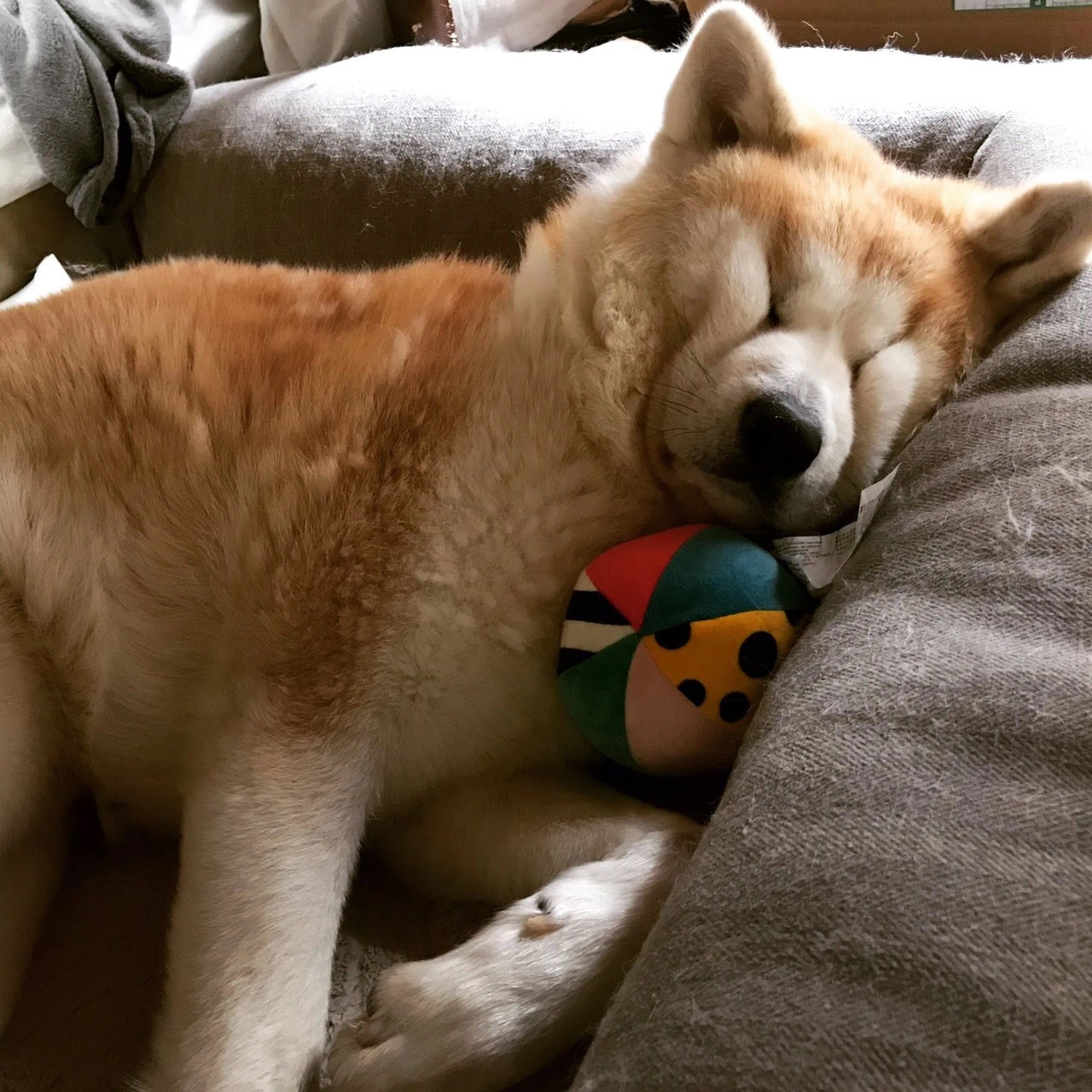 日本一只名叫じん(jin)的秋田犬,睡相憨憨的,看着莫名治愈