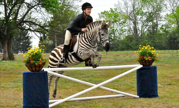 为什么没人骑斑马?有!他们在拿命骑