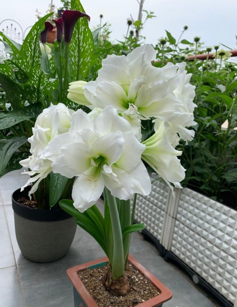 朱顶红品种"阿弗雷",花儿长得美还很香,你喜欢吗?