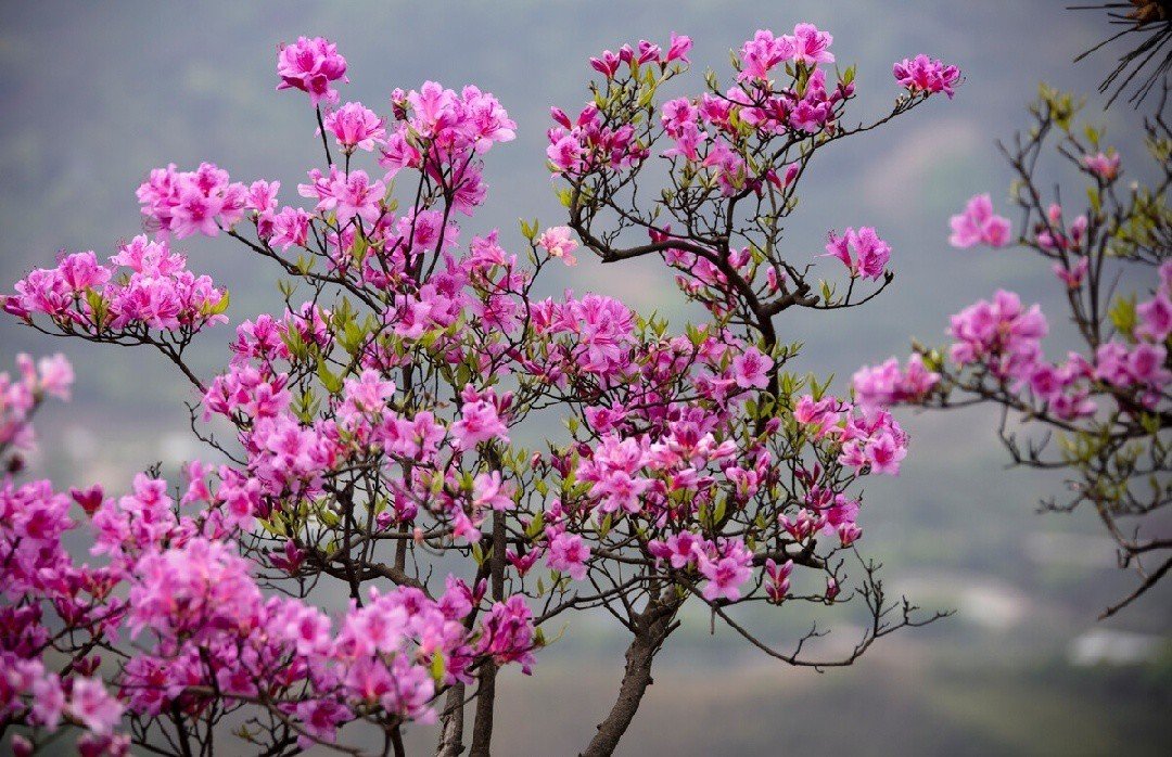杜鹃花里杜鹃啼,浅紫深红更傍溪__财经头条