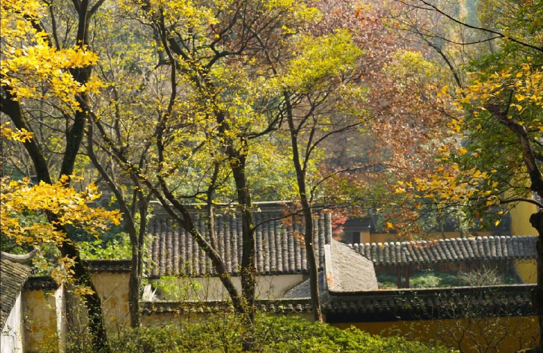 早秋曲江感怀这首诗的收获和体会？