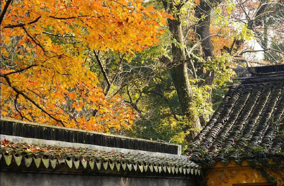 早秋曲江感怀赏析 白居易如何借秋景抒怀